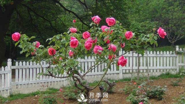 詳細的月季種植表，看完你就知道月季適合什么月份種植了(圖2)