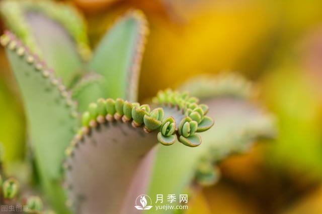 什么花容易種活？(圖1)