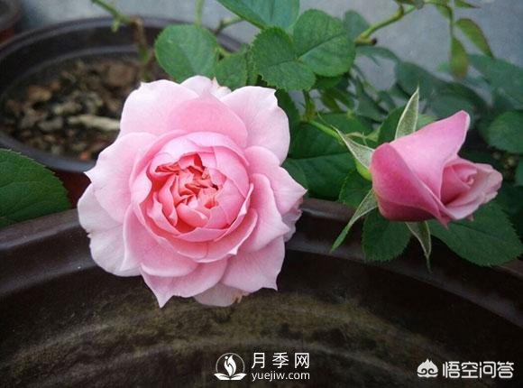 月季是非常好養的植物，想讓它長(cháng)得旺盛做好幾方面(圖1)