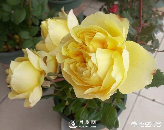 月季是非常好養的植物，想讓它長(cháng)得旺盛做好幾方面(圖3)