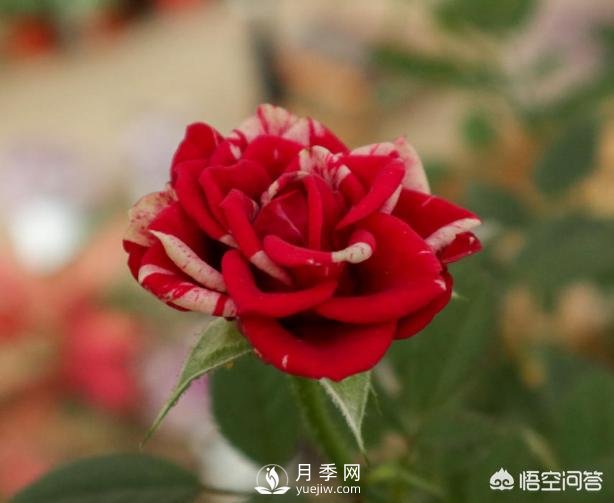 月季苗千差萬(wàn)別，那么怎樣讓月季長(cháng)勢好呢？(圖2)