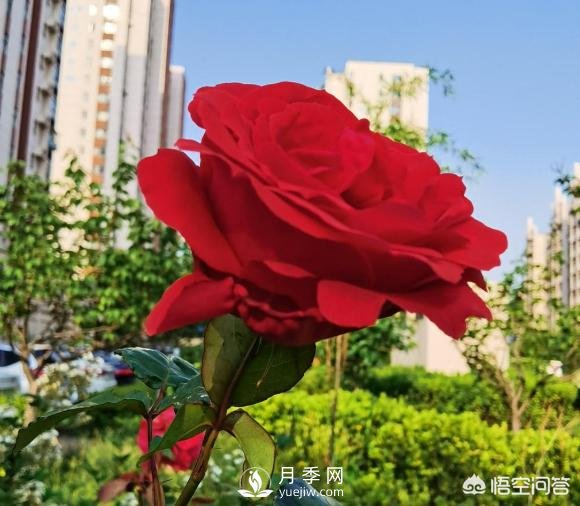 月季苗千差萬(wàn)別，那么怎樣讓月季長(cháng)勢好呢？(圖1)