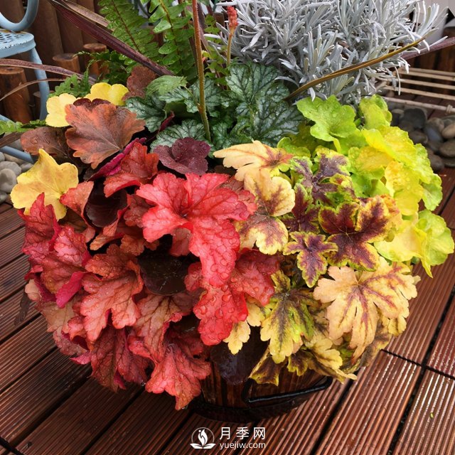 5種小眾網(wǎng)紅花，好看又有特點(diǎn)，值得入手(圖3)