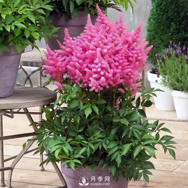 5種小眾網(wǎng)紅花，好看又有特點(diǎn)，值得入手(圖2)