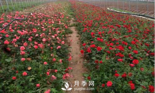 夏季怎么管理盆花月季 怎么養好盆花月季(圖1)