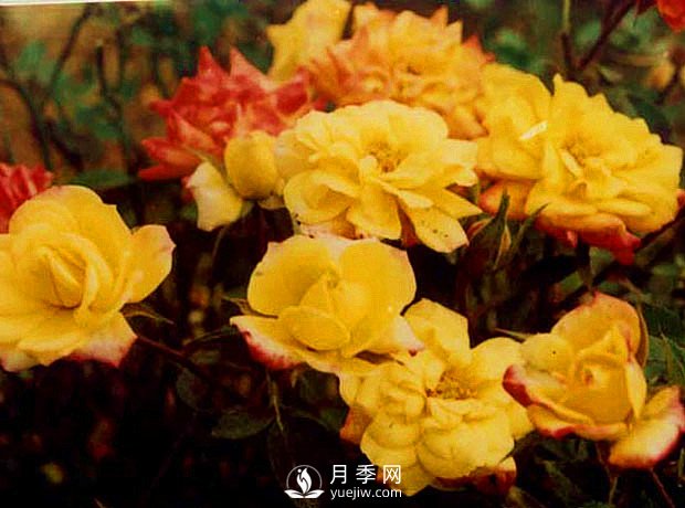 樹(shù)狀月季價(jià)格月季葉面施肥需要注意哪些 冬季怎么管理月季(圖1)