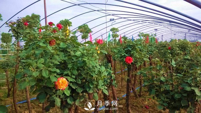 南陽(yáng)樹(shù)狀月季的培育方法，月季扦插方法介紹(圖2)