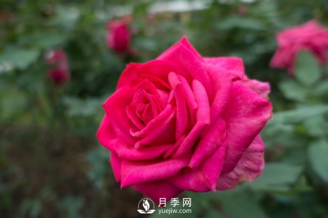 春天養月季，杜絕病蟲(chóng)害！做好這幾點(diǎn)對后期生長(cháng)有利(圖1)