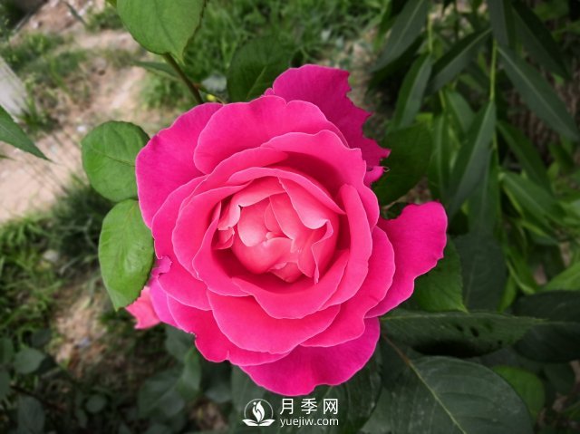 春天養月季，杜絕病蟲(chóng)害！做好這幾點(diǎn)對后期生長(cháng)有利(圖2)