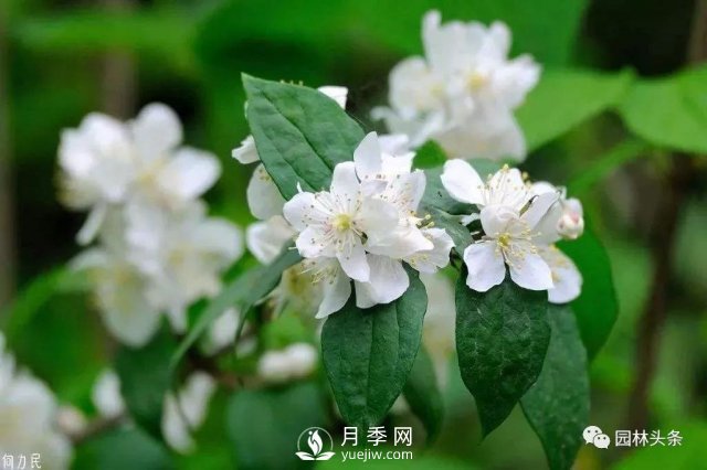 發(fā)展鄉土特色花灌木，這10種是潛力股(圖4)
