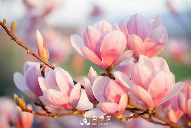 庭院種植玉蘭，解決4個(gè)問(wèn)題香滿(mǎn)庭院(圖1)