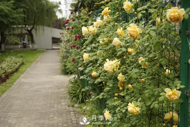 真的！懶人也能種好月季花(圖2)