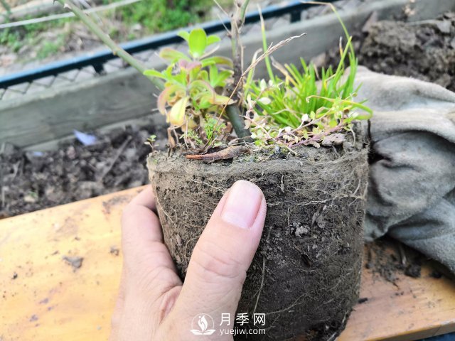 真的！懶人也能種好月季花(圖3)