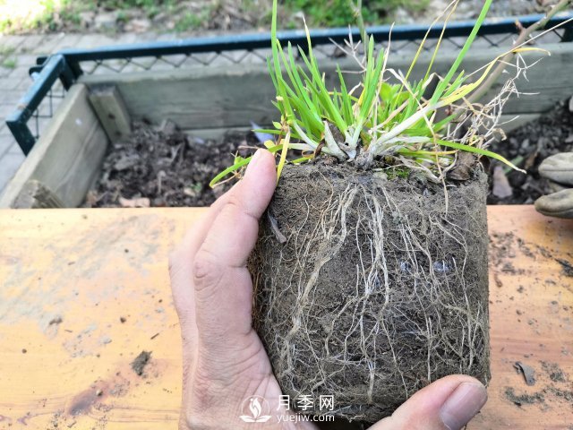 真的！懶人也能種好月季花(圖4)