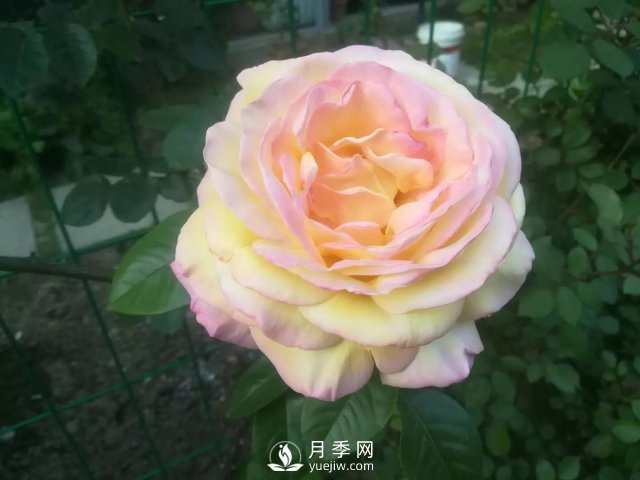 真的！懶人也能種好月季花(圖1)