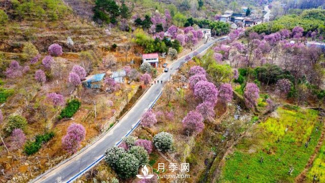 南陽(yáng)南召：玉蘭飄香溢山鄉(圖2)
