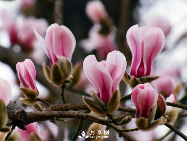 南陽(yáng)南召：玉蘭飄香溢山鄉(圖1)