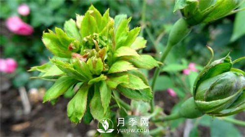 你見(jiàn)過(guò)綠色的月季花嗎？介紹下綠萼月季(圖2)