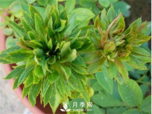 你見(jiàn)過(guò)綠色的月季花嗎？介紹下綠萼月季(圖1)