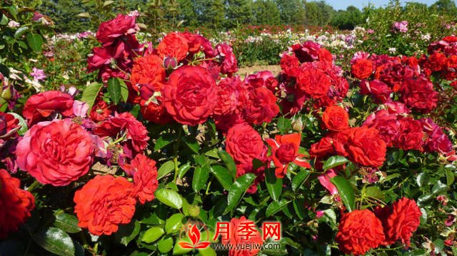 紅色龍沙寶石簡(jiǎn)稱(chēng)紅龍 你知道咋養嗎？(圖1)