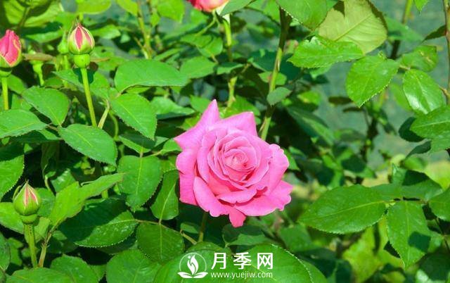 月季美麗高貴 你這樣養 花開(kāi)不斷(圖2)
