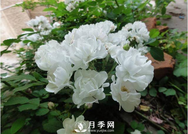 月季美麗高貴 你這樣養 花開(kāi)不斷(圖1)