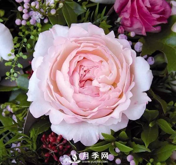 月季的美艷 怎一個(gè)美字來(lái)形容呢？(圖1)