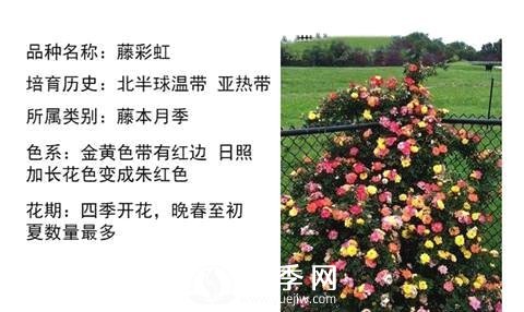 藤本月季經(jīng)典品種介紹，每一款都很美(圖12)
