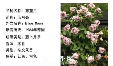 藤本月季經(jīng)典品種介紹，每一款都很美(圖11)