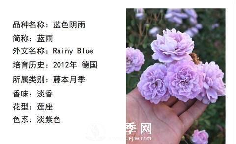 藤本月季經(jīng)典品種介紹，每一款都很美(圖3)