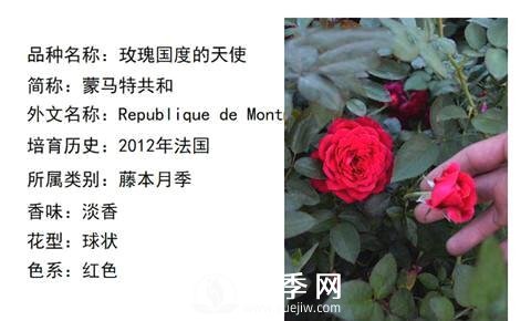 藤本月季經(jīng)典品種介紹，每一款都很美(圖13)