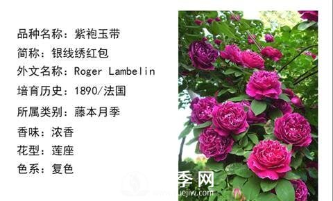 藤本月季經(jīng)典品種介紹，每一款都很美(圖5)