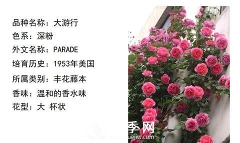 藤本月季經(jīng)典品種介紹，每一款都很美(圖1)