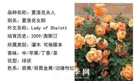 藤本月季經(jīng)典品種介紹，每一款都很美(圖8)