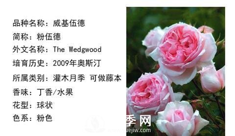 藤本月季經(jīng)典品種介紹，每一款都很美(圖9)