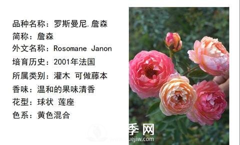 藤本月季經(jīng)典品種介紹，每一款都很美(圖6)