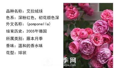 藤本月季經(jīng)典品種介紹，每一款都很美(圖14)
