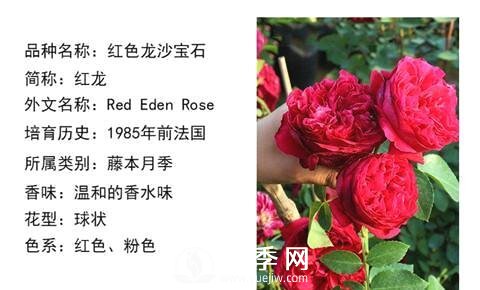 藤本月季經(jīng)典品種介紹，每一款都很美(圖2)