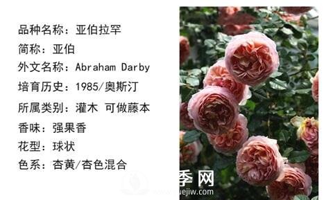 藤本月季經(jīng)典品種介紹，每一款都很美(圖7)