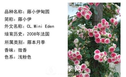 藤本月季經(jīng)典品種介紹，每一款都很美(圖10)