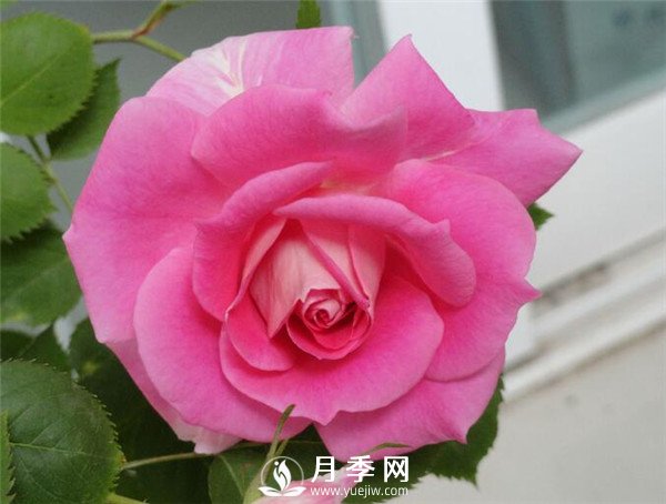 推薦豐花仙境月季，抗旱抗病，開(kāi)花效果棒(圖1)