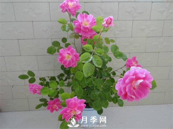 推薦豐花仙境月季，抗旱抗病，開(kāi)花效果棒(圖2)