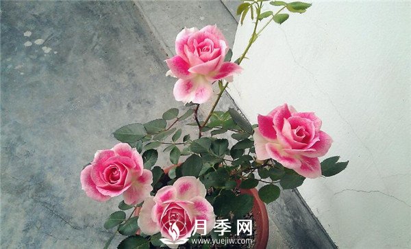 推薦豐花仙境月季，抗旱抗病，開(kāi)花效果棒(圖3)