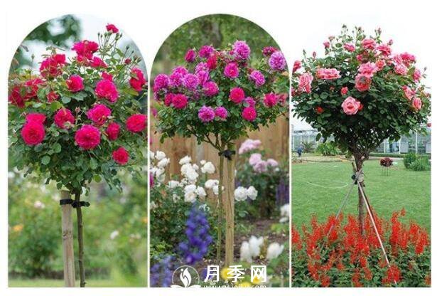 美哭！超級棒的棒棒糖迷你月季樹(shù)(圖2)