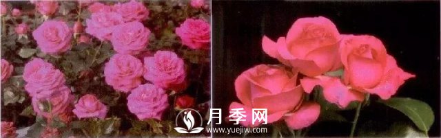 俞紅強團隊自育月季新品種有哪些？(圖2)