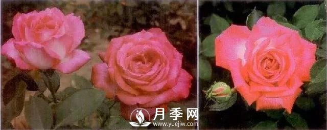 俞紅強團隊自育月季新品種有哪些？(圖1)