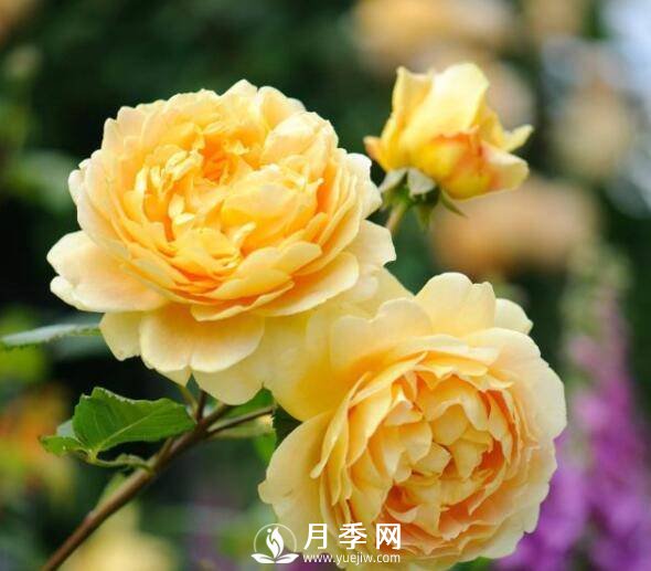 月季品種繁多，不過(guò)哪種月季花***香，你知道嗎？(圖1)
