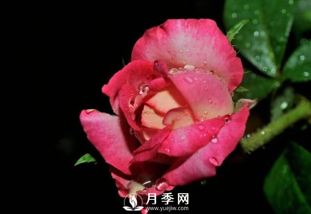 秋天是月季的盛花期 你需要這樣養護(圖1)