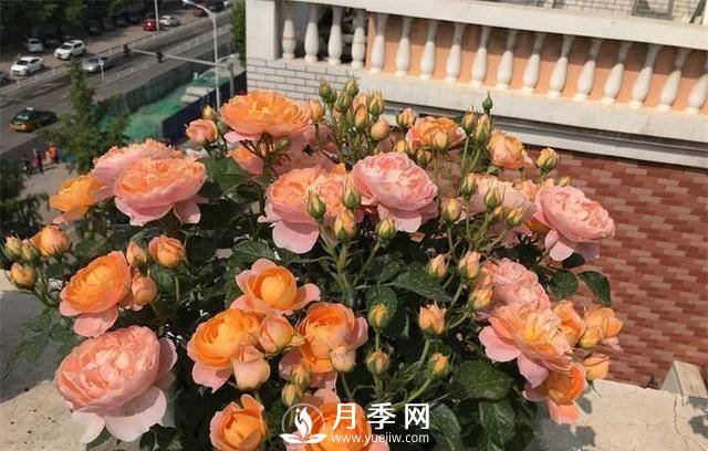 果汁陽(yáng)臺，近年來(lái)流行的陽(yáng)臺盆栽微型月季(圖3)