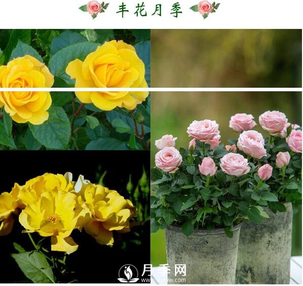 想月季四季開(kāi)花？陽(yáng)臺栽培技術(shù)必看不可(圖2)